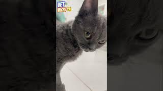 Сложный диагноз? часть 1 #vet #vetvlog #cat