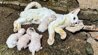 LTT Animal || Miracle Rescue : From Brink of Death, Unconscious Mom Cat & Newborns Saved