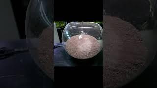 Ecosystem Bowl: NEW Setup For Neocaridina Cherry Shrimp