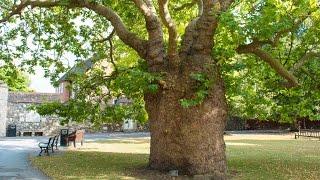 THICKEST TREE IN CANTERBURY - Alex Savin vlog episode 026 - August 29th 2016