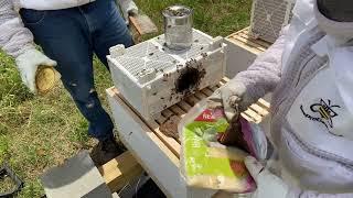 SUPER EASY Honey Bee Package Install.