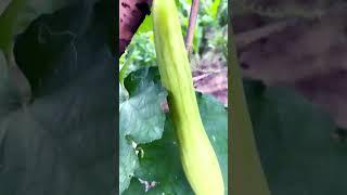 #RidgeGourd #gorurd #greenery #garden #nature #gardenig #plants 23 May 2024
