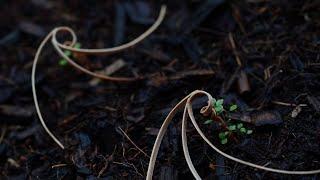 E-seed: Autonomous self-burying seed carriers for aerial seeding