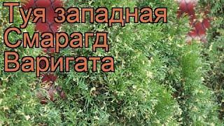 Туя западная Смарагд Варигата (smaragd variegata)  обзор: как сажать, саженцы туи Смарагд Варигата