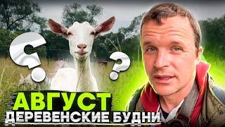 Деревенские будни. Август.