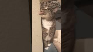 funny cats 4 #shorts