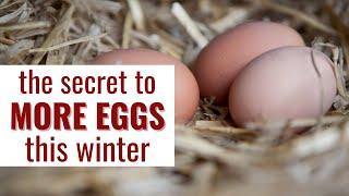 The Benefits of a Chicken Coop Light During Winter