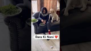 Dara Ki Nani️ #youtubeshorts #shorts #dog #dogshorts #dogvideos #funny #pets #dogs #shortvideo
