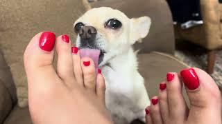 My Dog Gives Me a Foot Massage After Work!  | Real ASMR!