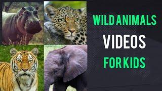 Wild Animals videos for Kids | Lion, elephant, leopard, rhinoceros, hippopotamus,zebra #wildanimals