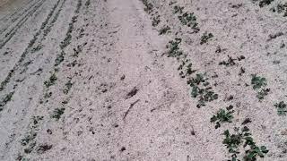 Field walking for arrowheads