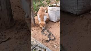 orange X snake