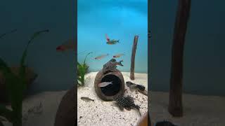 top5 pleco L50 #music #80smusic #singer #aquarium #trending #fishing #acuarium #shortvideo #spotify