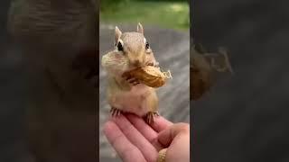 CUTE SQURIEL EATING NUT | SHORT | VIRAL |SUBSCRIBE PLEASE