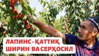 #LAPINS мўл ҳосил, ширин ва қаттиқ гилос нави