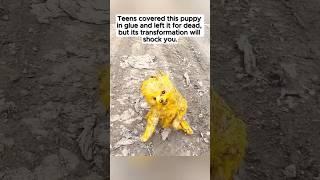 Teens covered this puppy in glue and left it for dead.#storytime #fyp #foryou