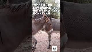 Difference between a donkey & mule