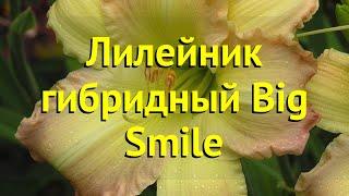 Лилейник гибридный Биг Слиме. Краткий обзор, описание характеристик hemerocallis Big Smile