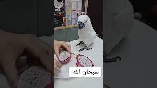 ببغاء سعد قبل الحذف