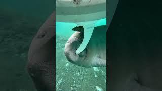 Baby manatee plays with paddle board fins!