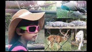 ZOO Safari Park Tour - Kids playtime video by COCO TV