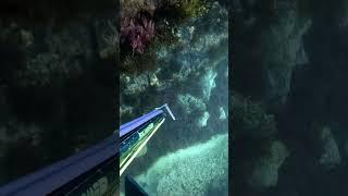 Be Careful! #fishing #shorediving #seadiving #spearfishing #fish #sea #ocean #dangerous #diving