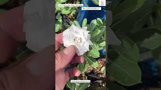 Rare Brazil Imported Adenium Plant Online Sale  #adenium #plants #flowers #garden