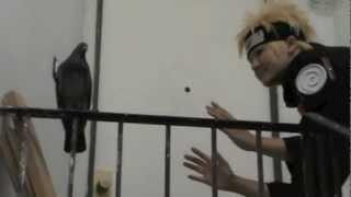 Naruto attacking pigeon