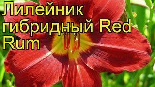 Лилейник гибридный Ред Рам. Краткий обзор, описание характеристик hemerocallis Red Rum