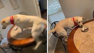 Excited doggy slides across table for birthday treat #Shorts