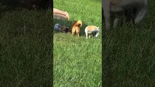 playing puppies