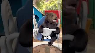 The cub’s second home.#animals #rescue #love #usa #bear #cute