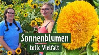 Sonnenblumen: So viel Vielfalt! Tipps fürs Pflanzen, Pflegen und Kombinieren | MDR Garten