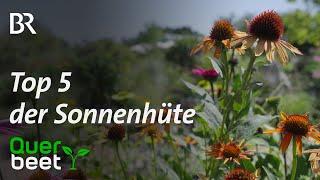 Top fünf der Echinacea (Sonnenhut)