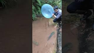 Alien fish, tigrinus catfish, how to fish, pleco, fishing video, fish trap, predatory fins, fishing