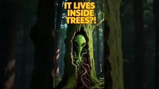 The Plant Grows Inside Other Trees?! Nature’s Real-Life Infiltrator! #education #viralvideo