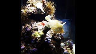New life in the marine tank :D