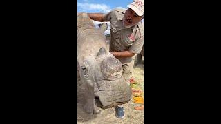 Feeding Two Giant Rhinos All Kinds of Foods