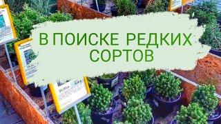 В СТРОИТЕЛЬНЫХ МАГАЗИНАХ ВСТРЕЧАЮТСЯ РЕДКИЕ СОРТА МОЖЖЕВЕЛЬНИКОВ. 22.08.2023г. БЕЛАРУСЬ, ГОМЕЛЬ