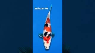SOLD Variety: Showa Breeder: Sekiguchi Size: 30cmRef0721-05 #koi #koifish #showa