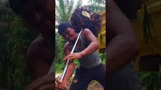 Muat buah sawit ke truk | beginilah nasib jadi kuli sawit di kalimantan #viralvideo #shorts