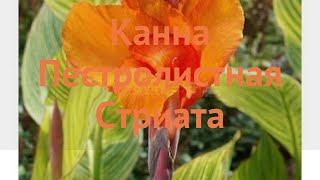 Канна пёстролистная Стриата (striata striata)  Стриата обзор: как сажать, луковицы канну Стриата