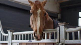 The Whitakers: A Showjumping Dynasty