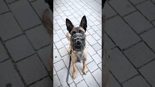 Malinois #capcut #edit #malinois #rollseditz #videoedits60