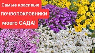 САМЫЕ КРАСИВЫЕ ПОЧВОПОКРОВНИКИ МОЕГО САДА. ТАКОЕ РАСТЕНИЕ ДОЛЖНО БЫТЬ У КАЖДОГО В САДУ!