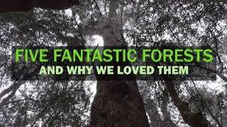 Five Fantastic Forests in NSW