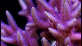 Top 5 Beginner SPS Corals