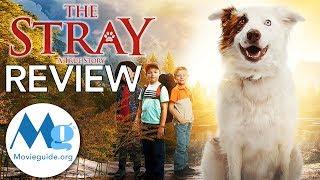 THE STRAY Movie Review By Movieguide®