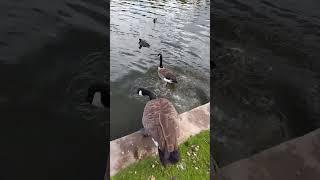 This is my pet duck Adam going for his first swim meme #duckquack #memes #funny #animals #adam