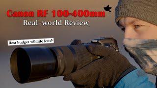 BEST Budget Lens for Wildlife!? Canon RF 100-400mm REAL-world Review